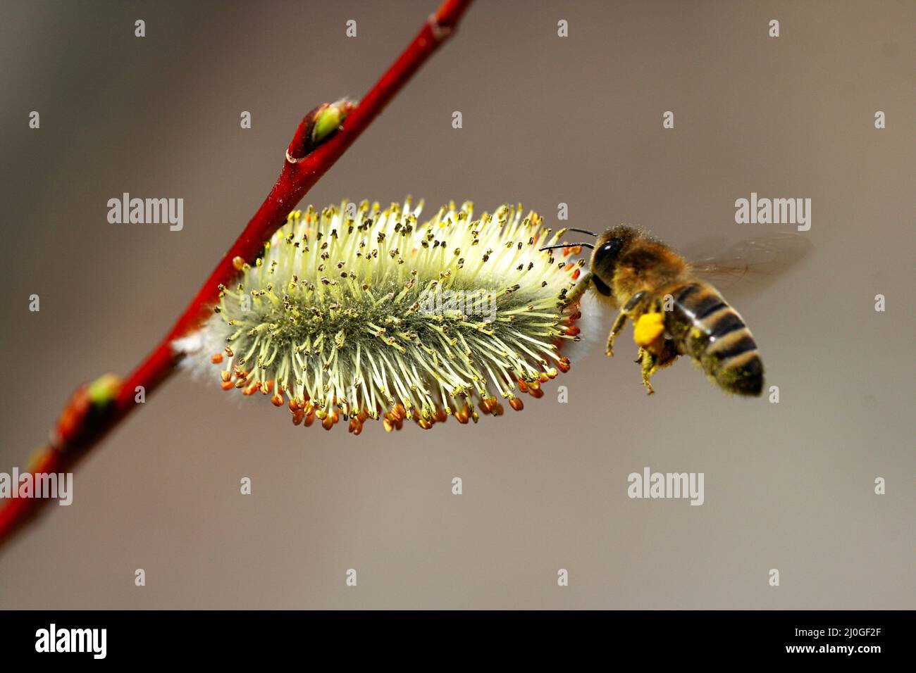 Hard working bees hi-res stock photography and images - Alamy