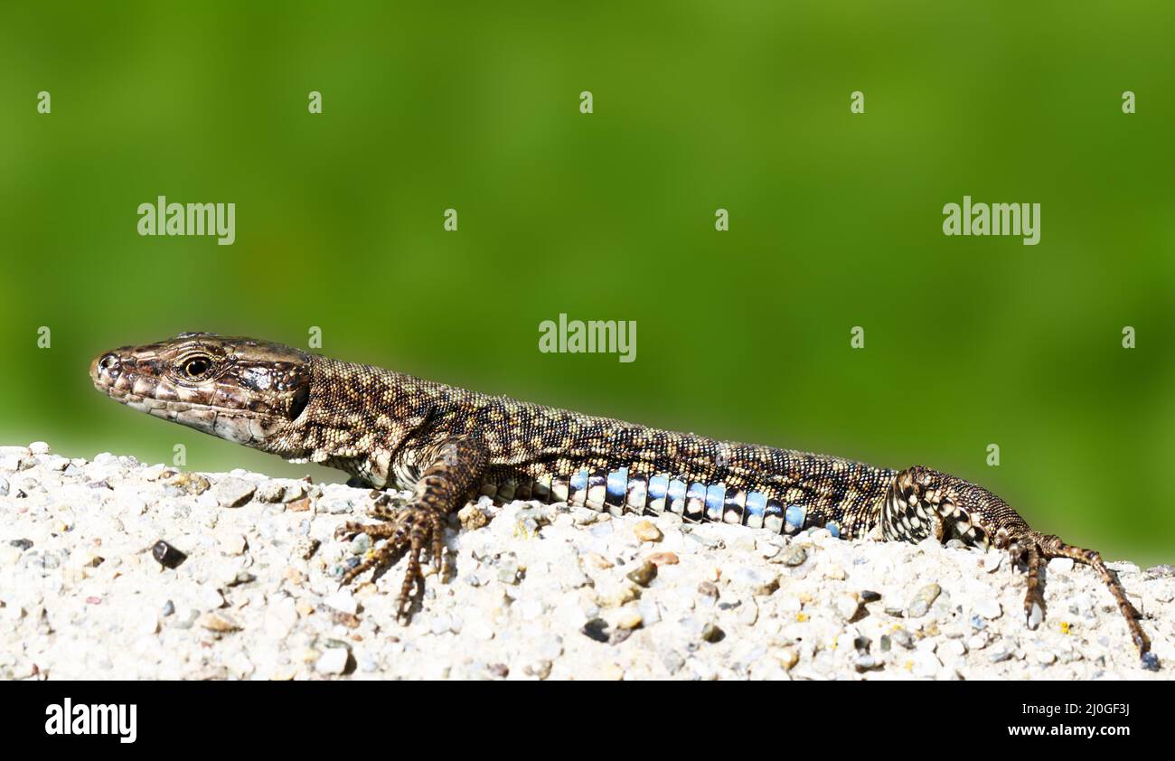 Lizard Stock Photo