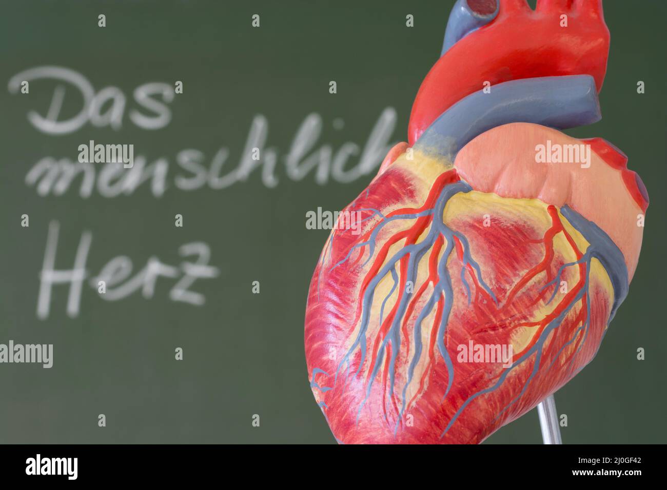 Human heart with chalkboard in the background Stock Photo