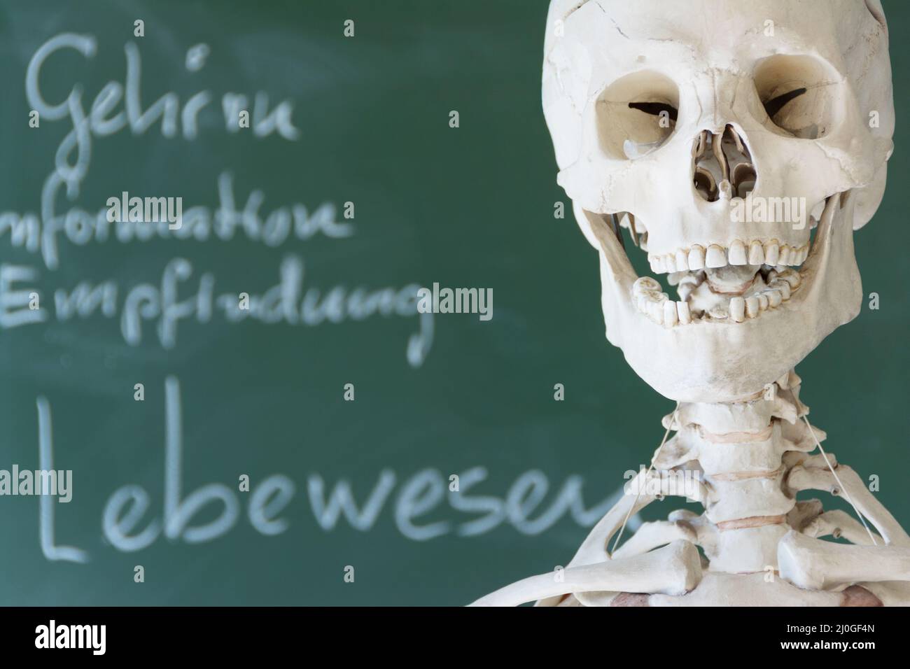 Human skeleton in front of school blackboard Stock Photo