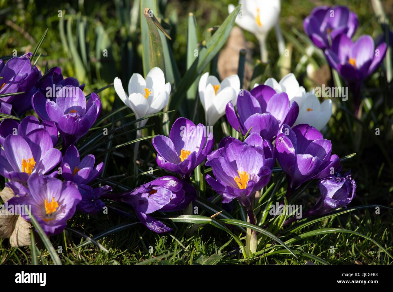 Widely planted by gardeners for their bright colours at the onset of Spring, the Crocus comes in three main colours. Stock Photo