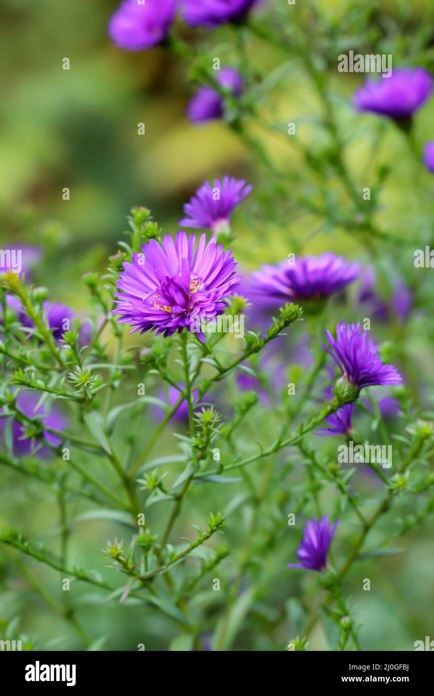 Photo of a purple meadow flower Stock Photo - Alamy