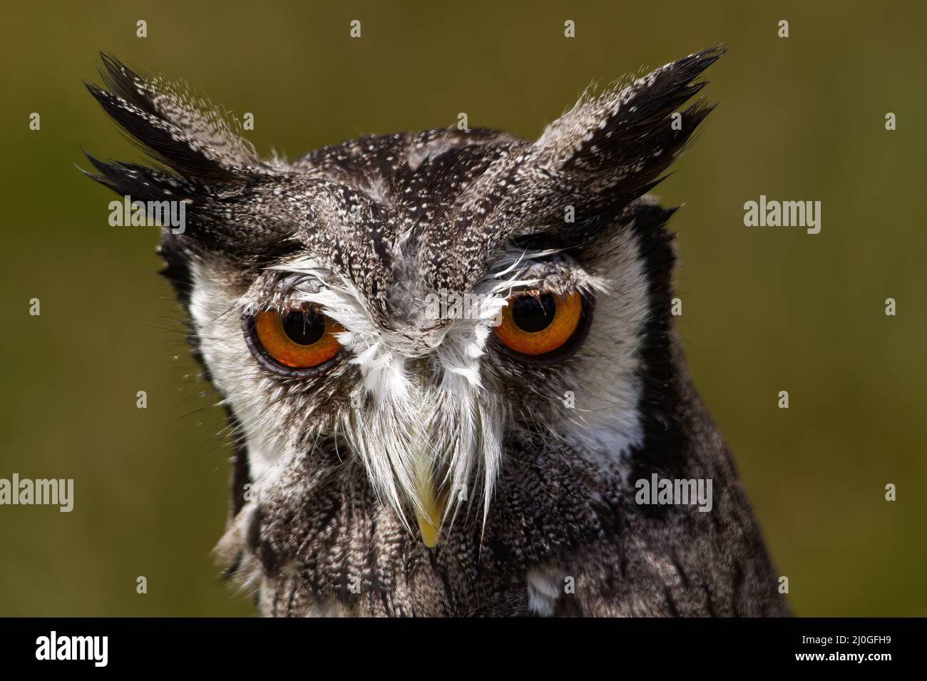A close up portrait of a white-faced scops owl, Ptilopsis leucotis Stock Photo