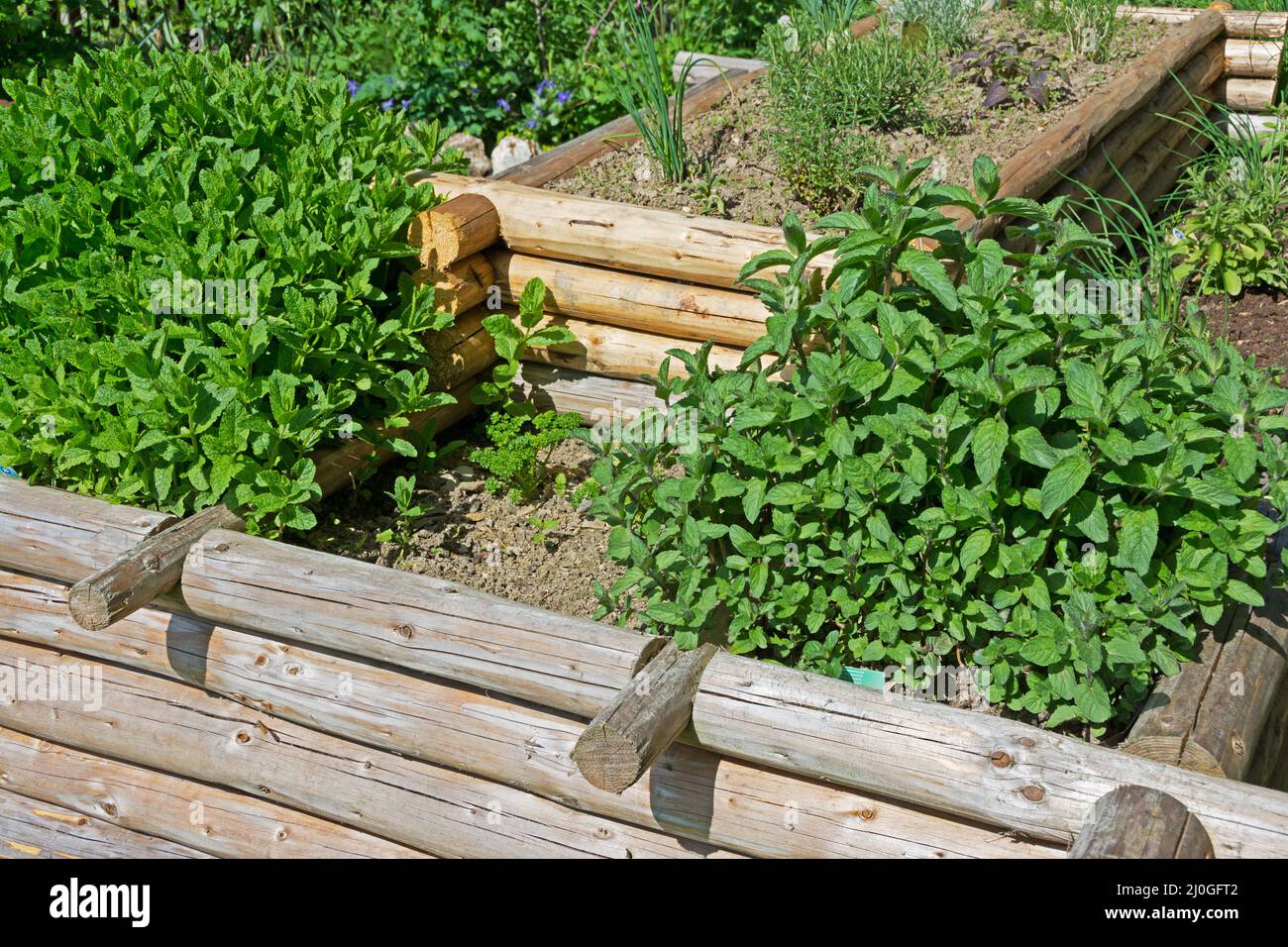 A raised bed with herbs Stock Photo Alamy