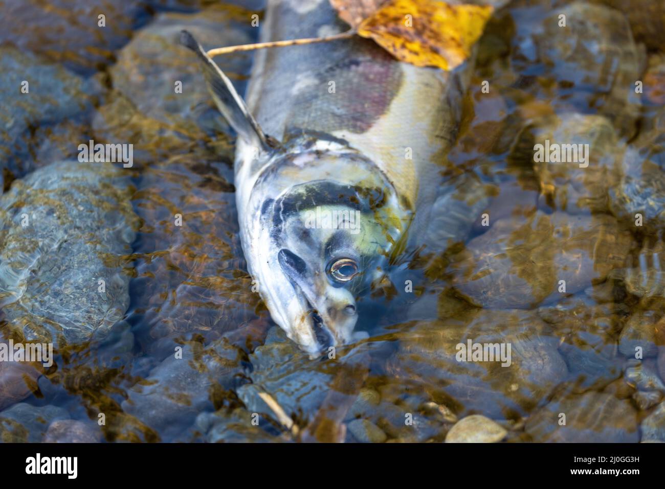 dead fish carcass laying on the bank of a river Stock Photo - Alamy