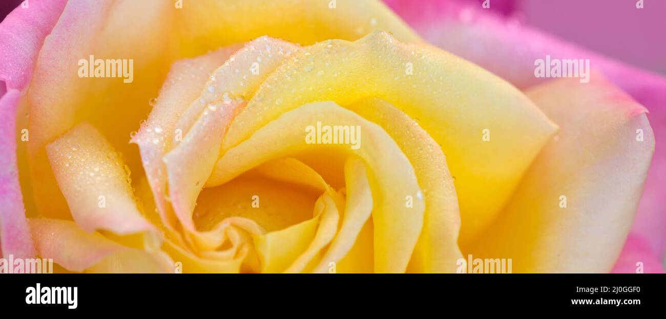Rosebud with pink petals .Background opened rose bud. Stock Photo