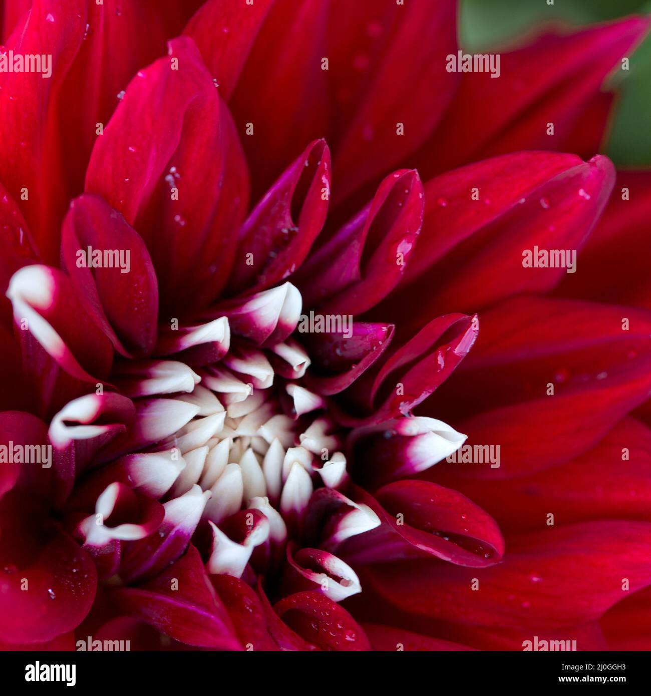 Close up of a dahlia flower hi-res stock photography and images - Alamy