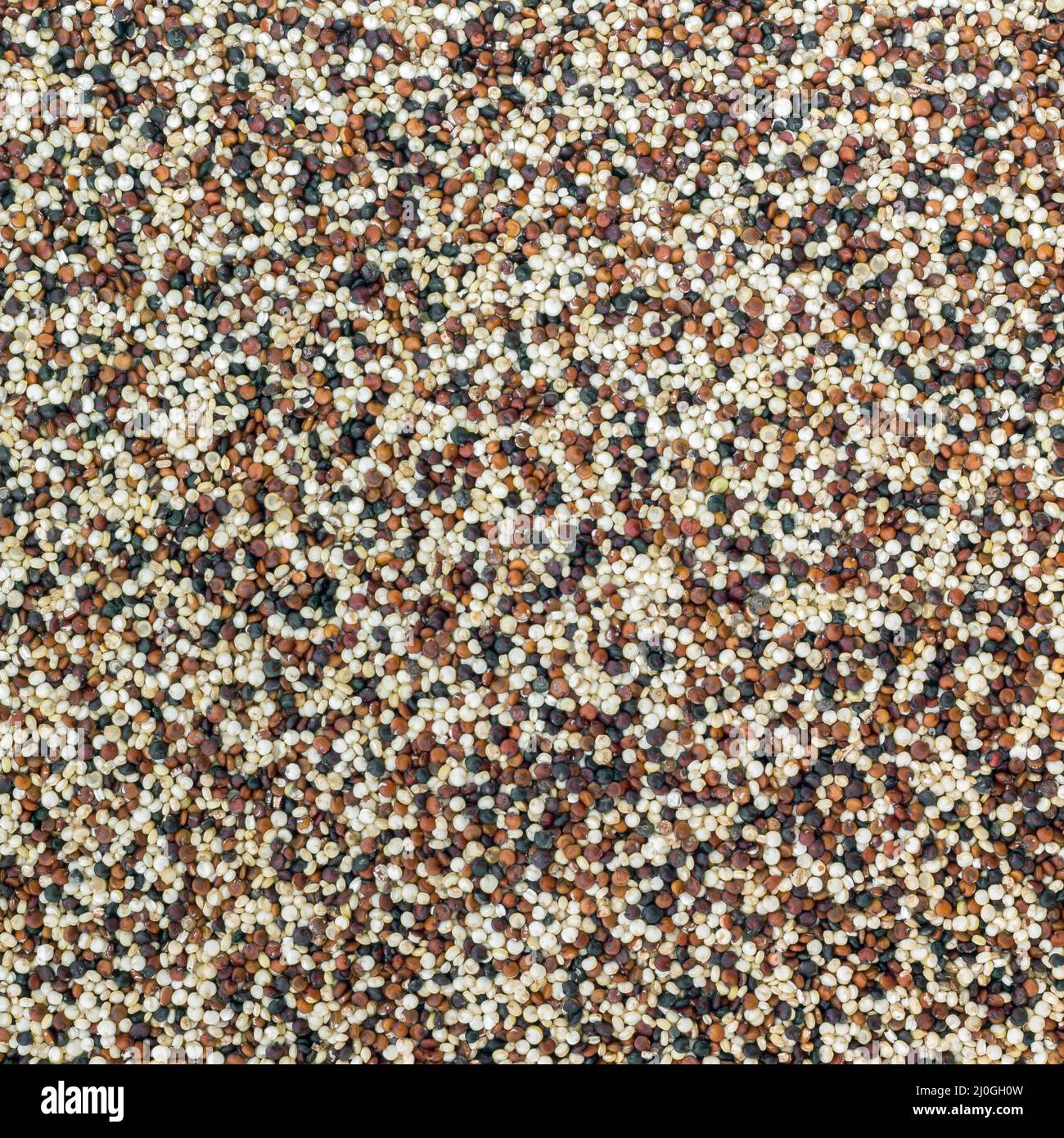 Seeds of quinoa Stock Photo