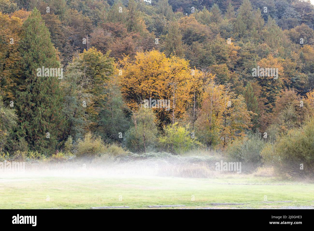 trees in fall months with fog flowing along ground Stock Photo - Alamy