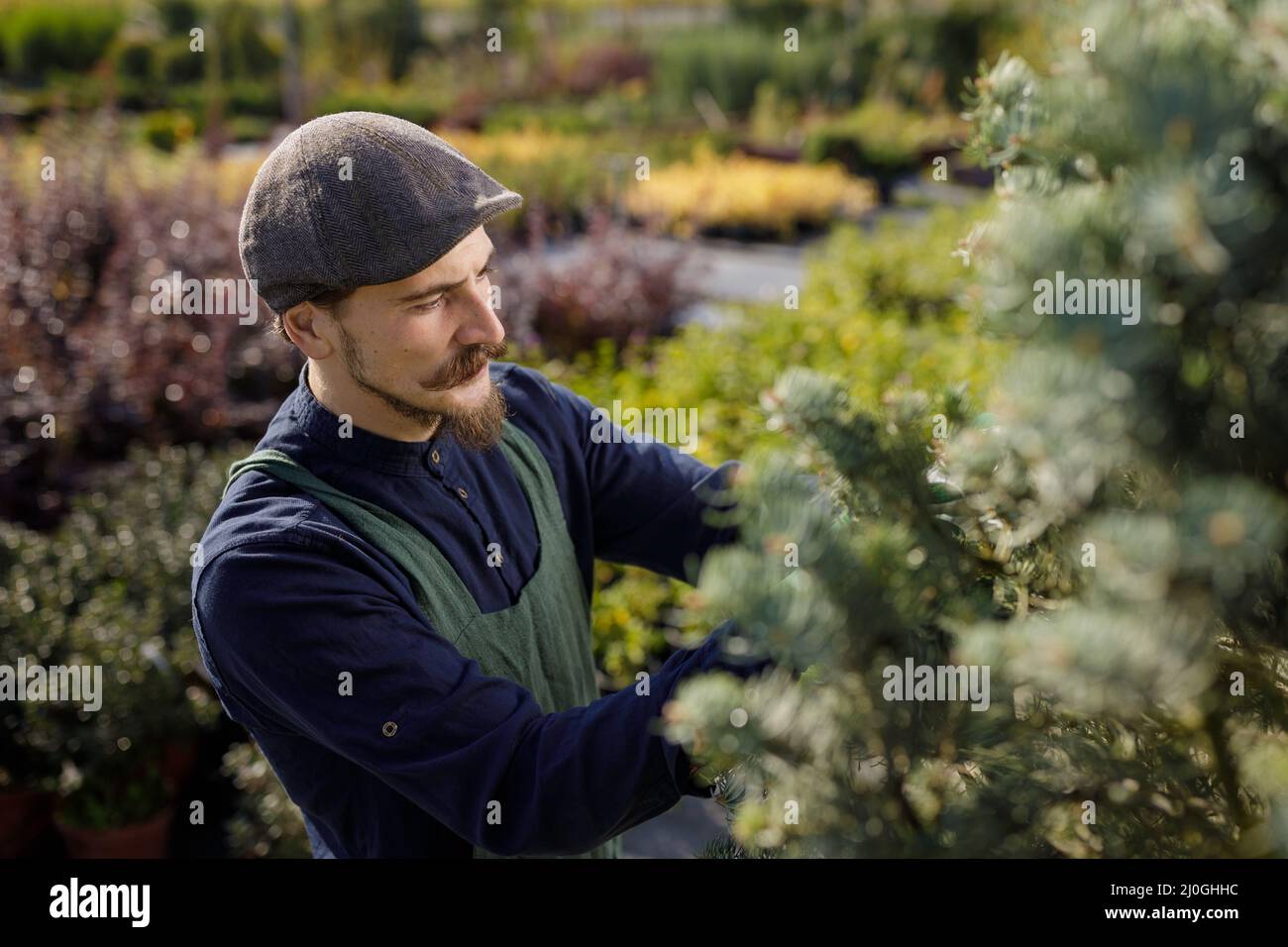 Cropped shot of a young male gardener while clipping or prune the tree in horticulture Stock Photo