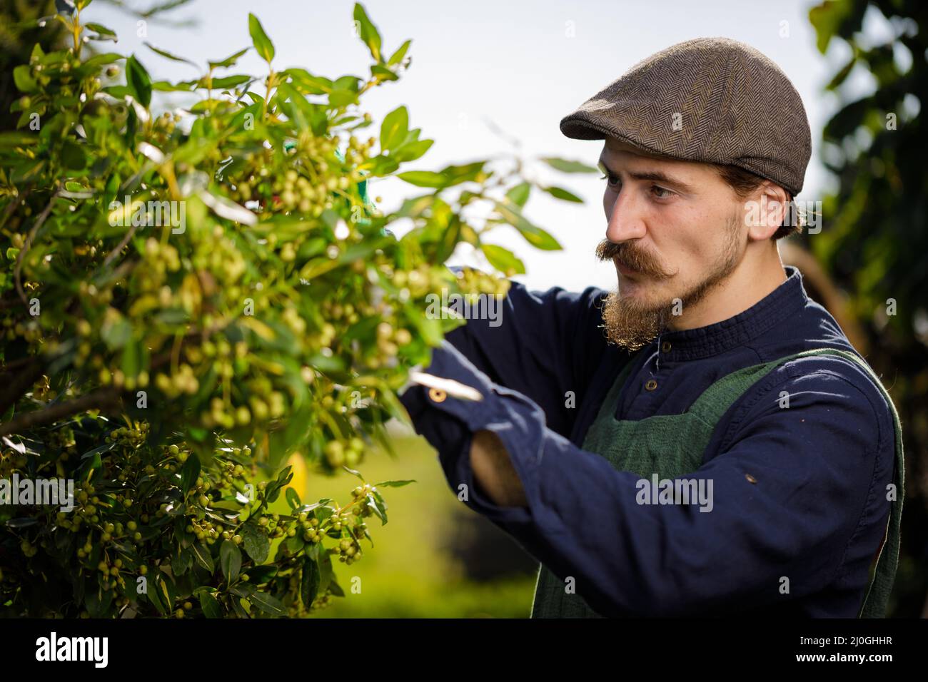 Cropped shot of a young male gardener while clipping or prune the tree in horticulture Stock Photo