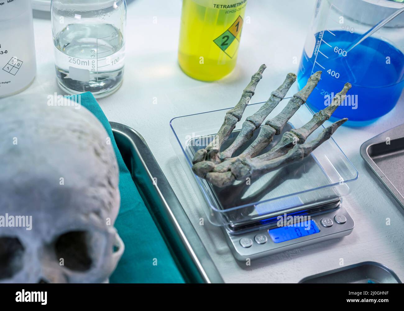 Forensic scientist weighs right hand of human skeleton on a scale to investigate murder and take samples at crime lab, conceptual image Stock Photo