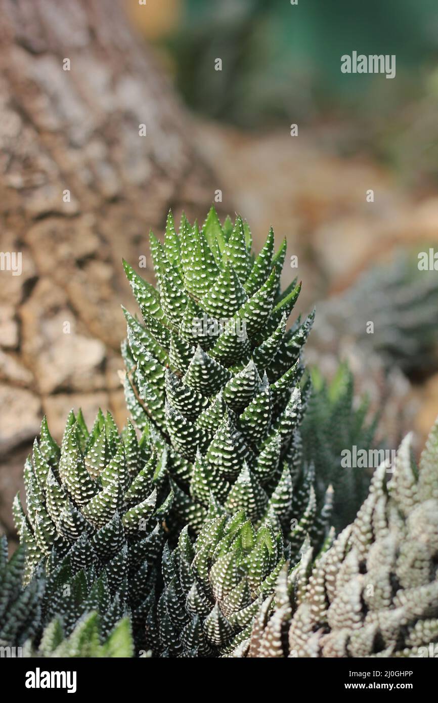spiky-green-cactus-succulent-plant-growing-in-the-desert-garden-stock