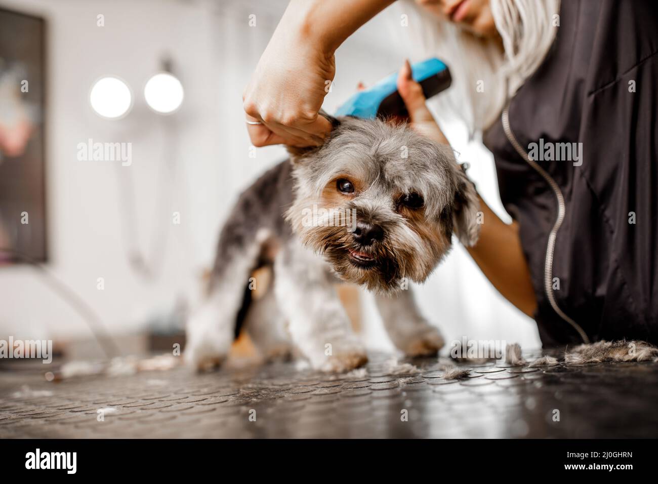 Young blond professional groomer love her job with yorkshire dog and all of the pets. Stock Photo