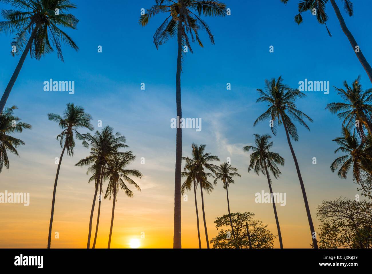 Sunset with palm trees on beach Stock Photo - Alamy