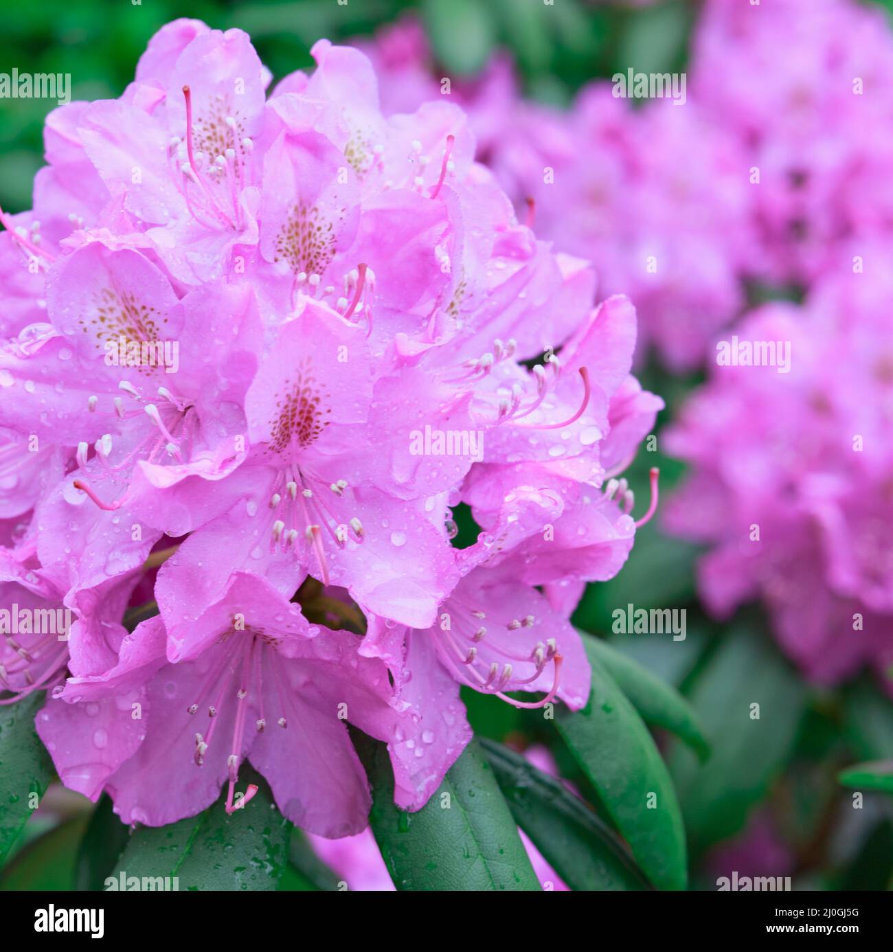 Azalea in pink spring hi-res stock photography and images - Alamy