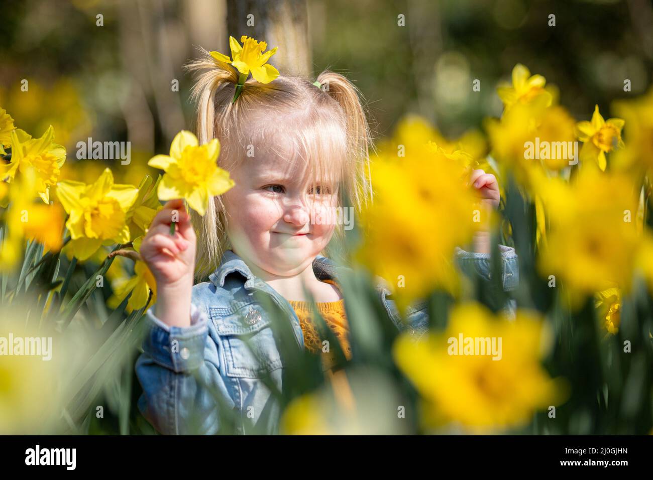 Cradley Heath, West Midlands, UK. 19th Mar, 2022. Spring surprise - four-year-old Harlow Hadlington plays among the spring daffodils in her local park in Cradley Heath in the West Midlands. The weather forecast shows high pressure and more settled warm weather. Credit: Peter Lopeman/Alamy Live News Stock Photo