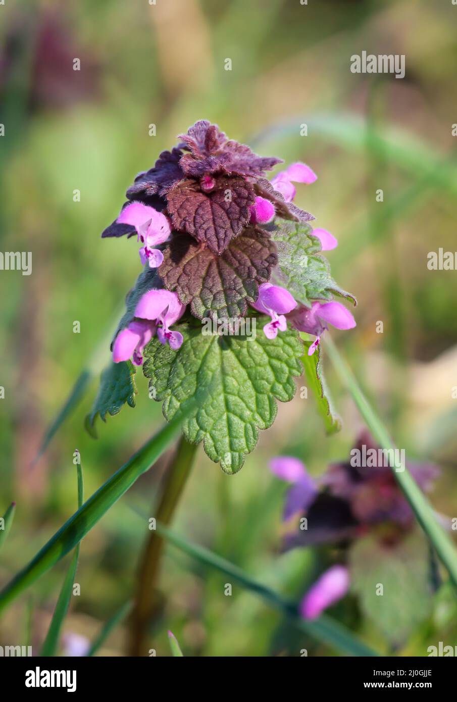 The purple dead nettle is edible and also medicinal plant. Stock Photo