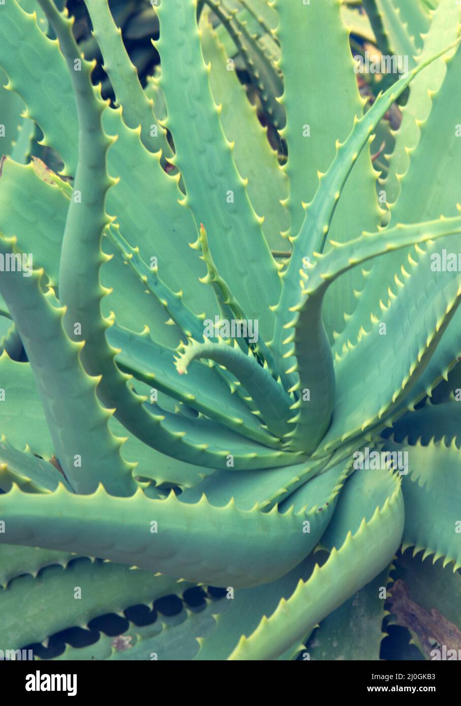 Aloe vera plants, tropical green plants .Close up Stock Photo - Alamy