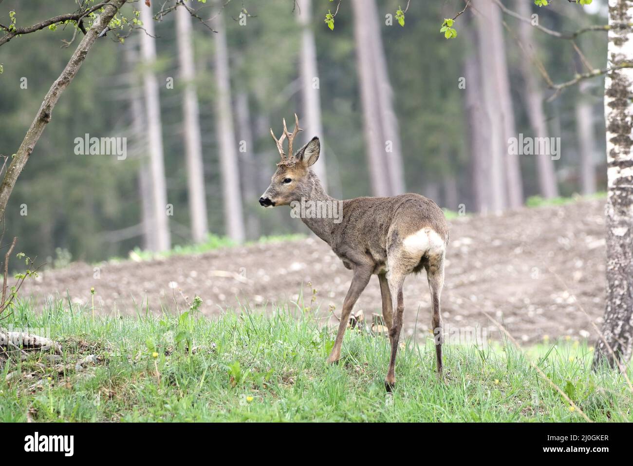 Schmalreh hi-res stock photography and images - Alamy