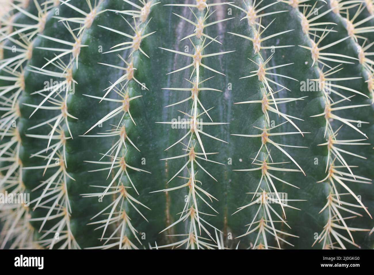 spiky-green-cactus-succulent-plant-growing-in-the-desert-garden-stock