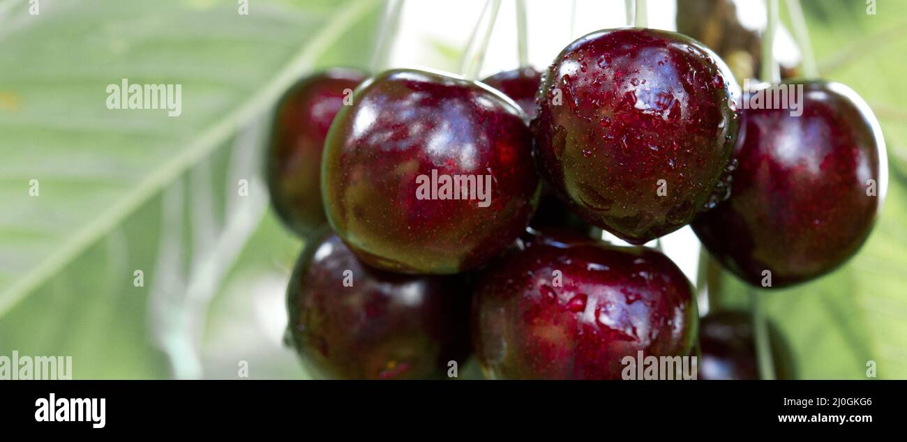 Big ripe cherries isolated on green background. Stock Photo