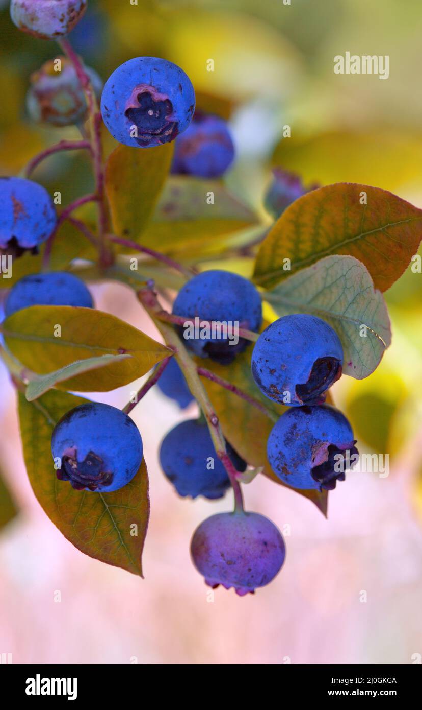 Blueberry twig in a garden in summer time. Stock Photo