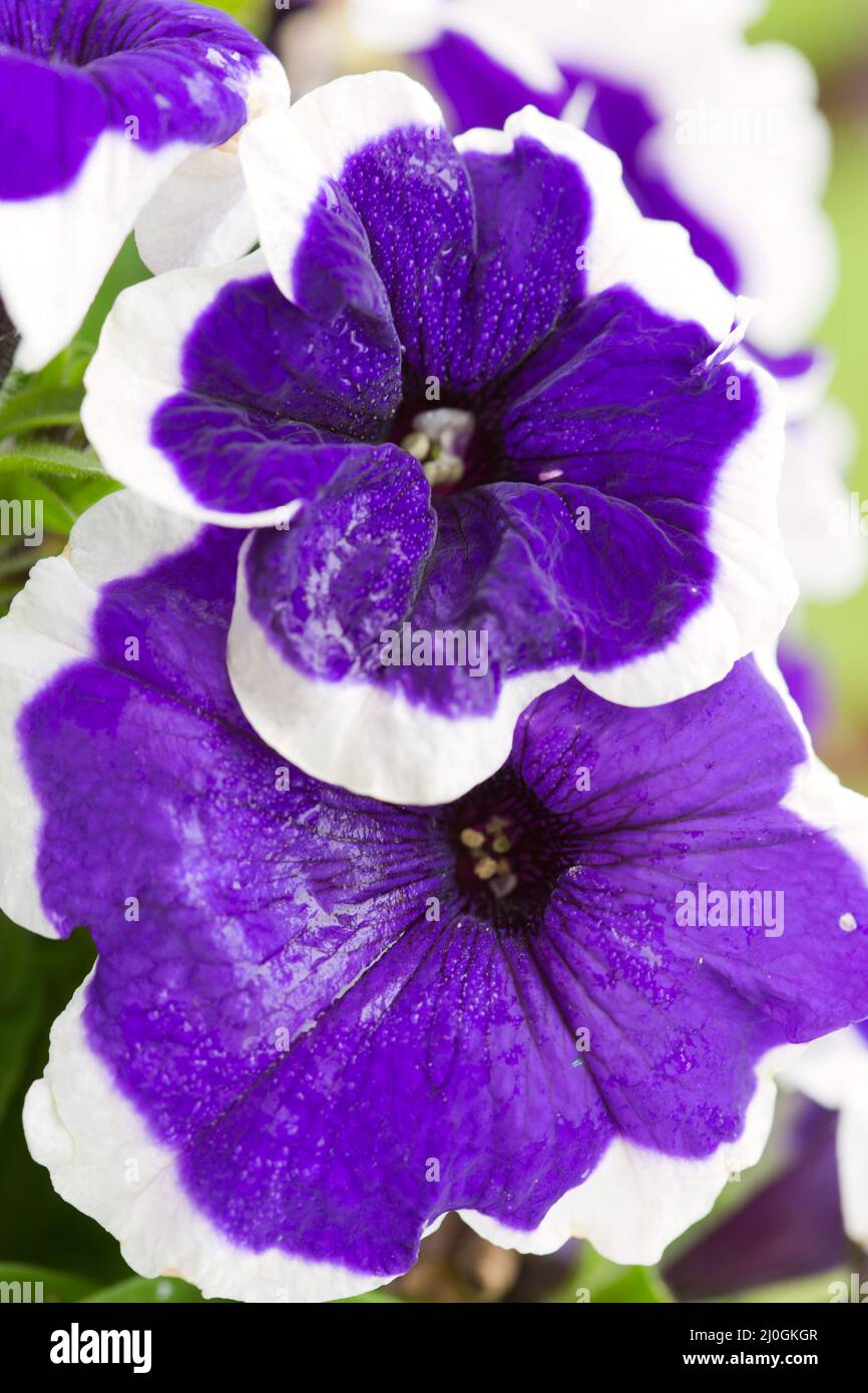 Close -up on Blue Petunia flower with a white border. Stock Photo