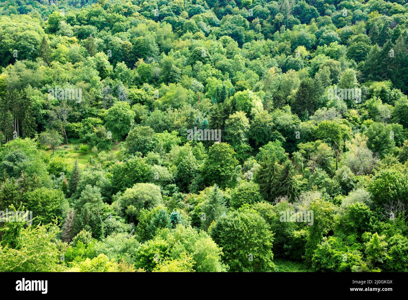 Summer forest background, beautiful bird eye view on green trees . Stock Photo