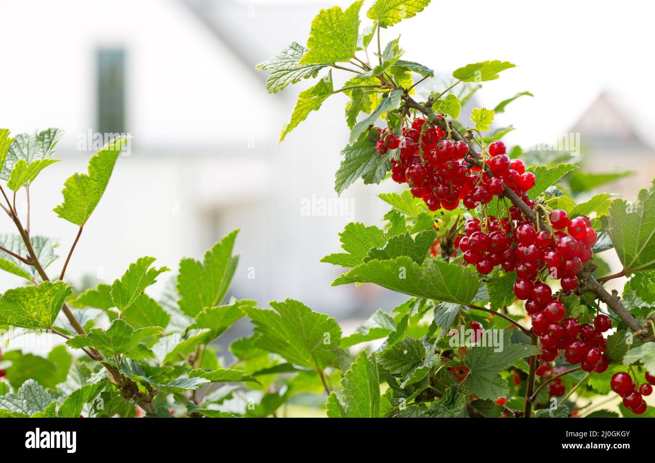 Branch of red currant with green leaves close-up. Stock Photo