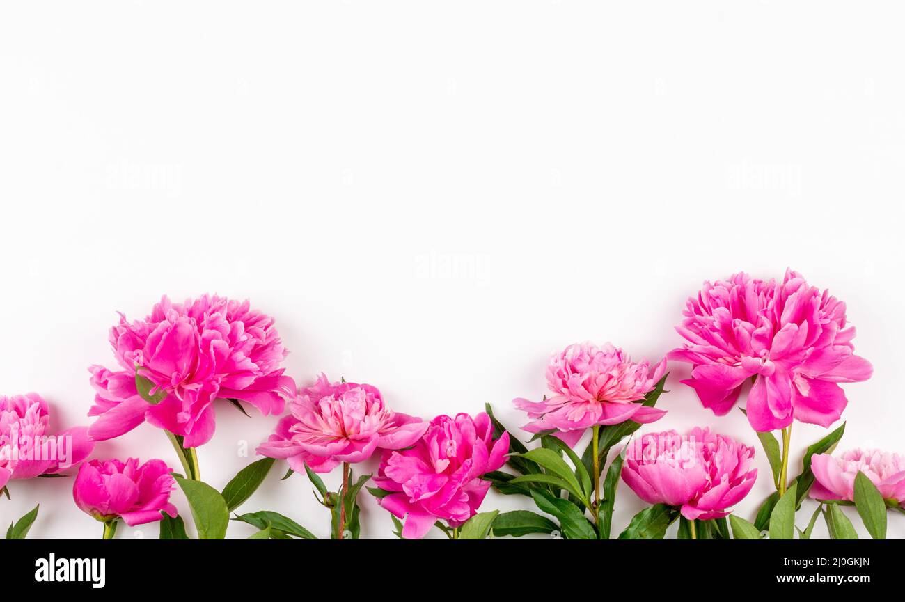 Pink peony flowers on a white background with a copy space Stock Photo