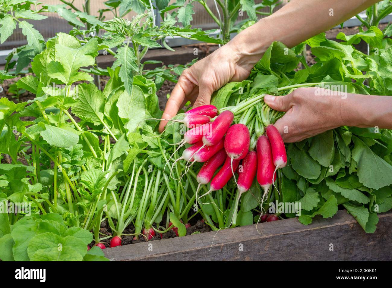 Radishes Ripe Hothouse person bed hi-res stock photography and images - Alamy