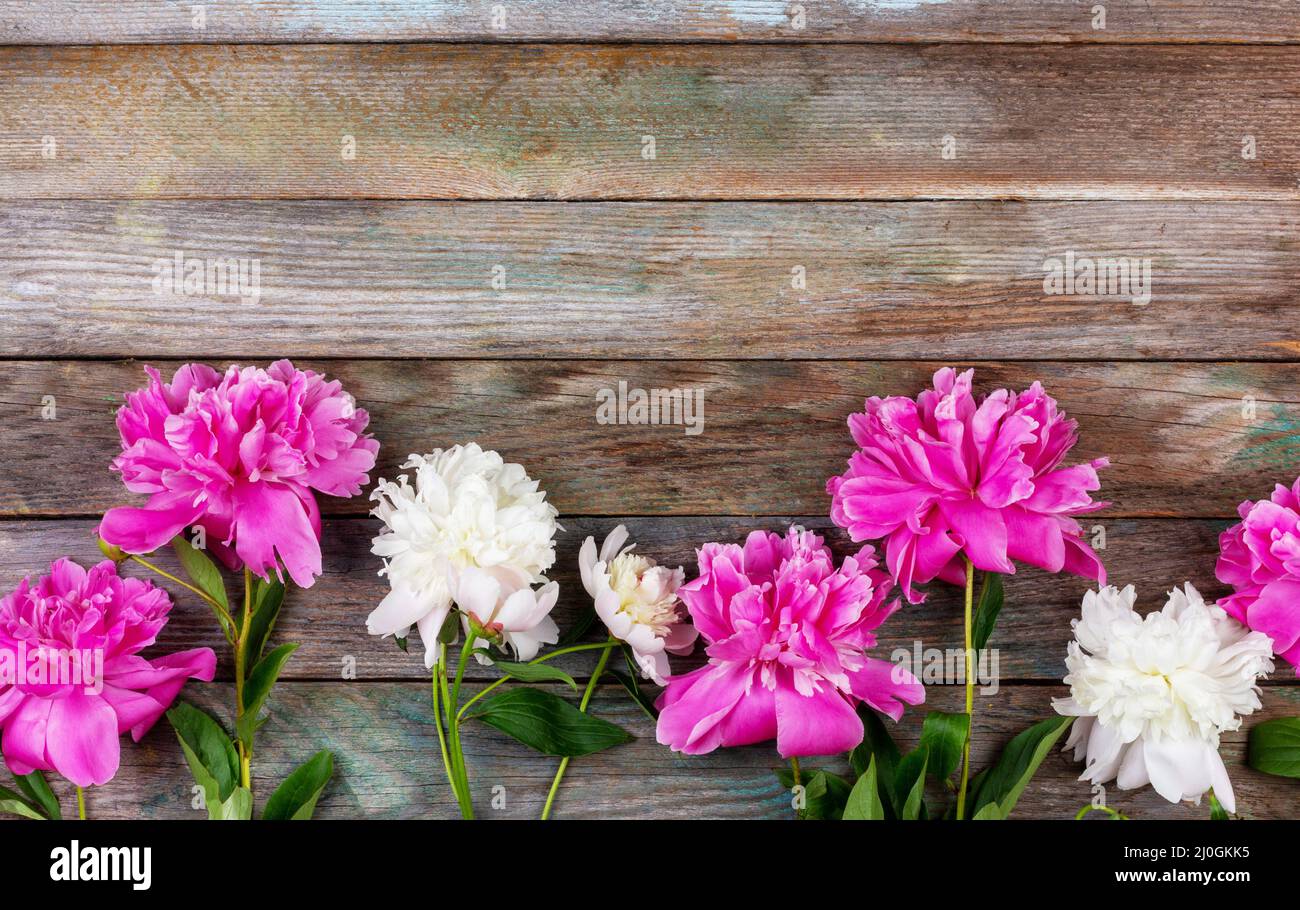 Bunch of pink and white peony flowers close-up on wooden retro background with copy space Stock Photo
