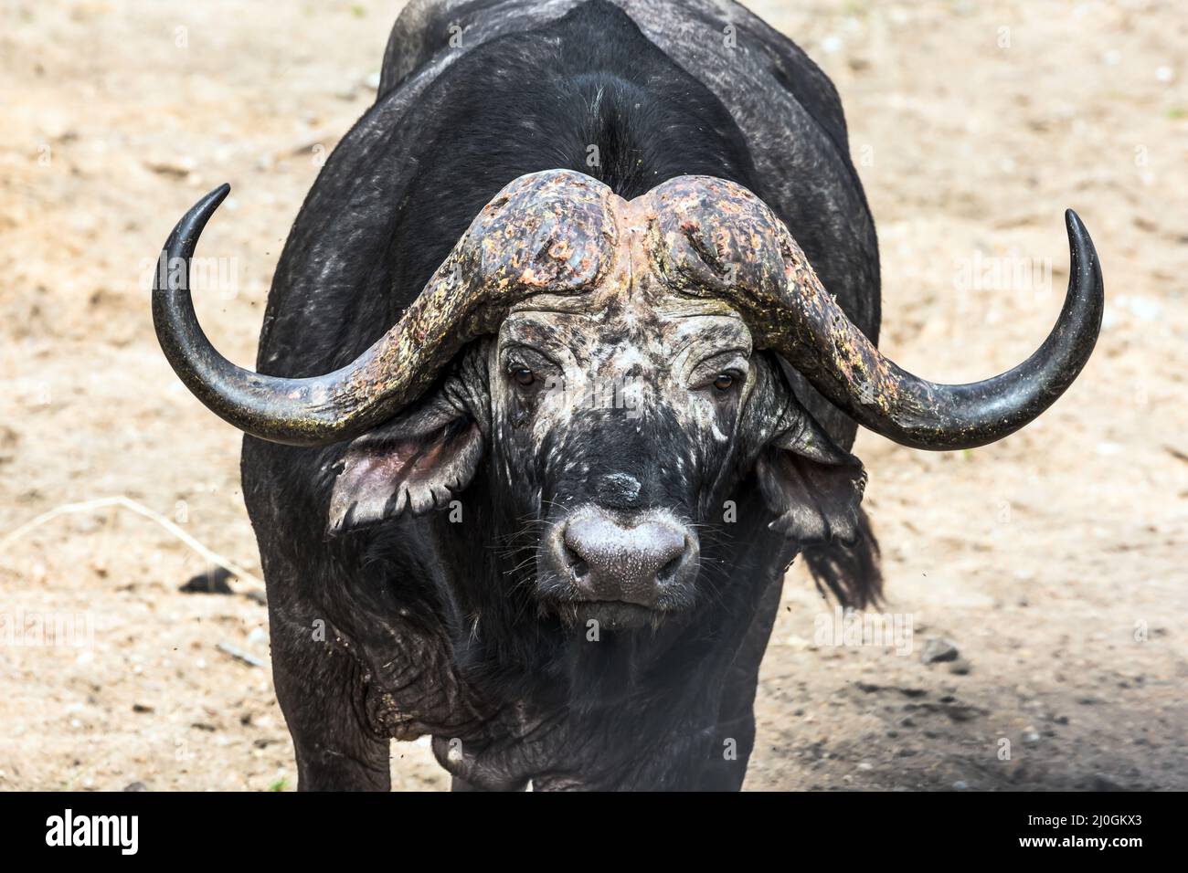 The buffalo - the largest modern bull Stock Photo