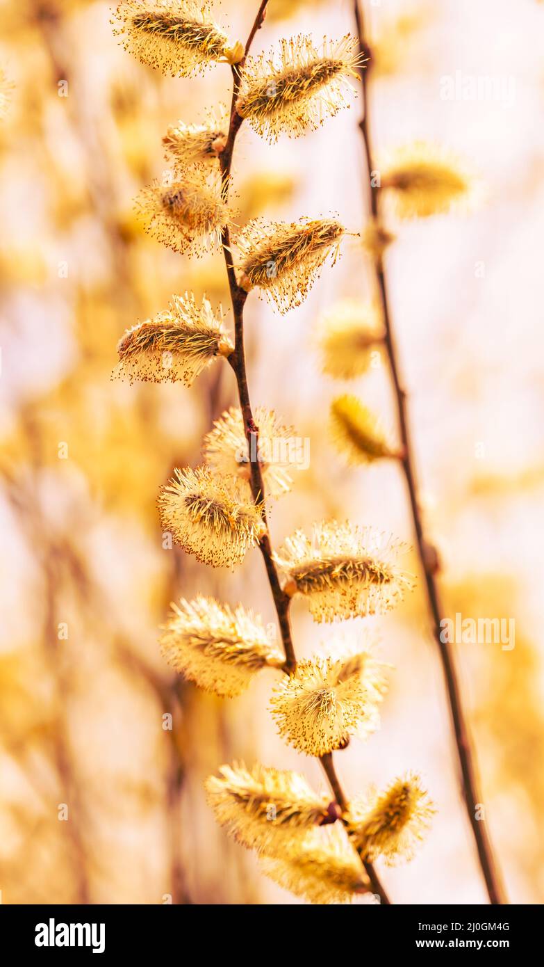 Yellow stem willow hi-res stock photography and images - Alamy