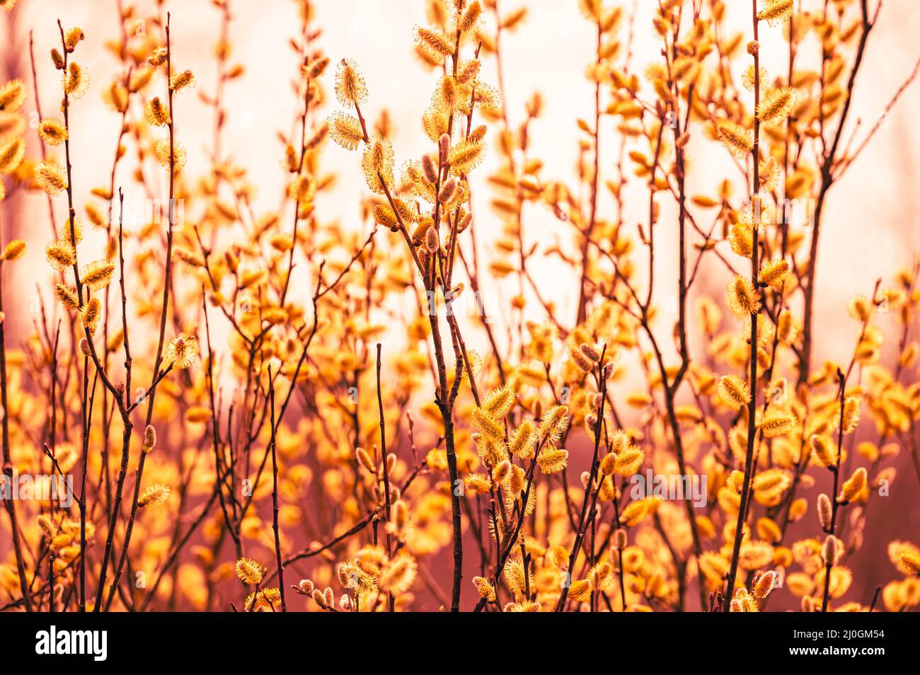 Yellow stem willow hi-res stock photography and images - Alamy