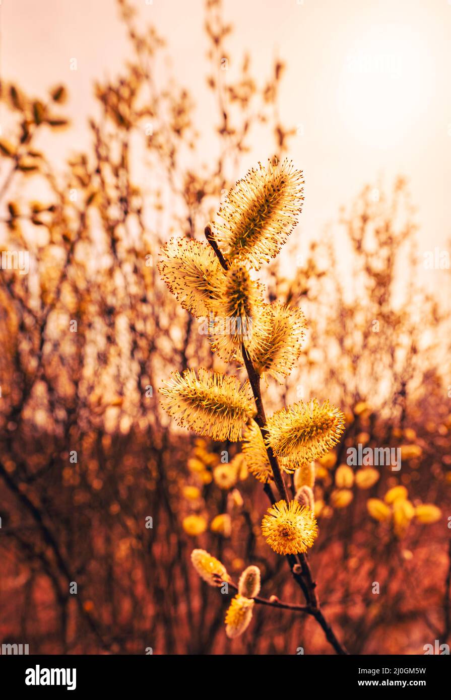 Yellow stem willow hi-res stock photography and images - Alamy
