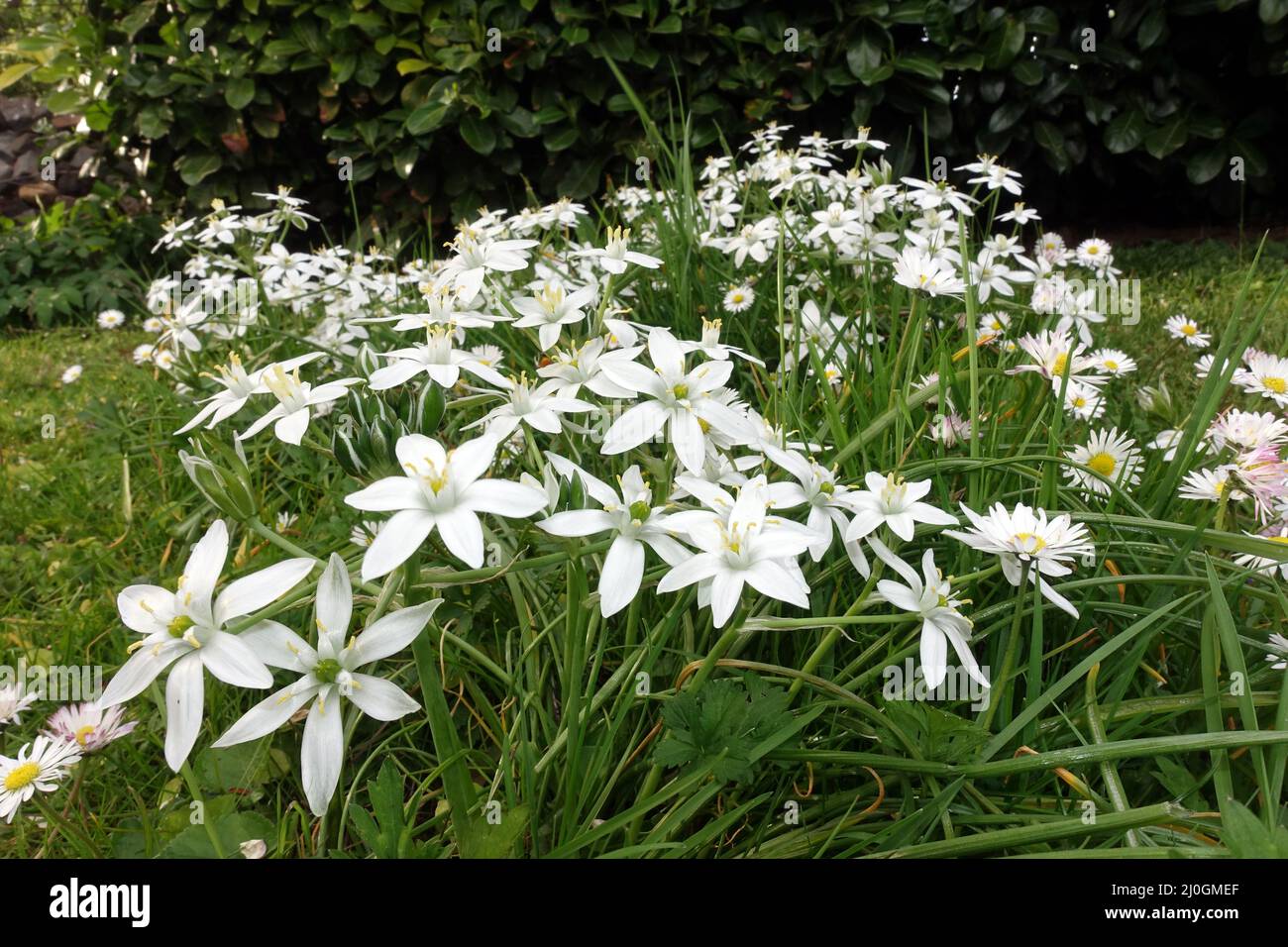 Ornithogalum umbellatum, garden star-of-Bethlehem, grass lily, nap-at ...