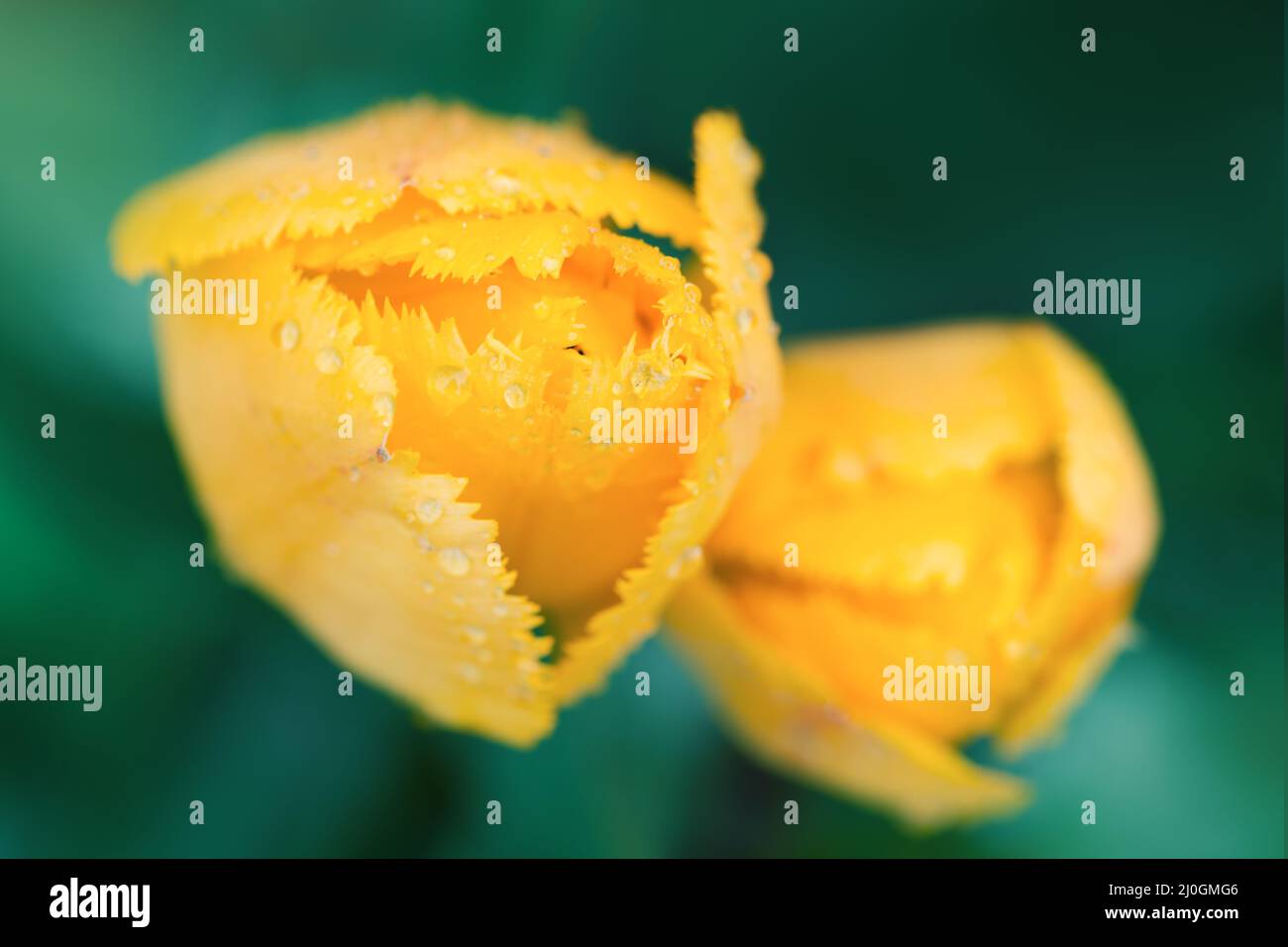 Beautiful close up macro photo of yellow tulips Stock Photo