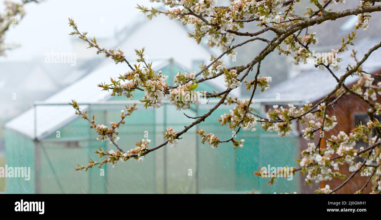 Cherry Blossoms in spring garden. Stock Photo