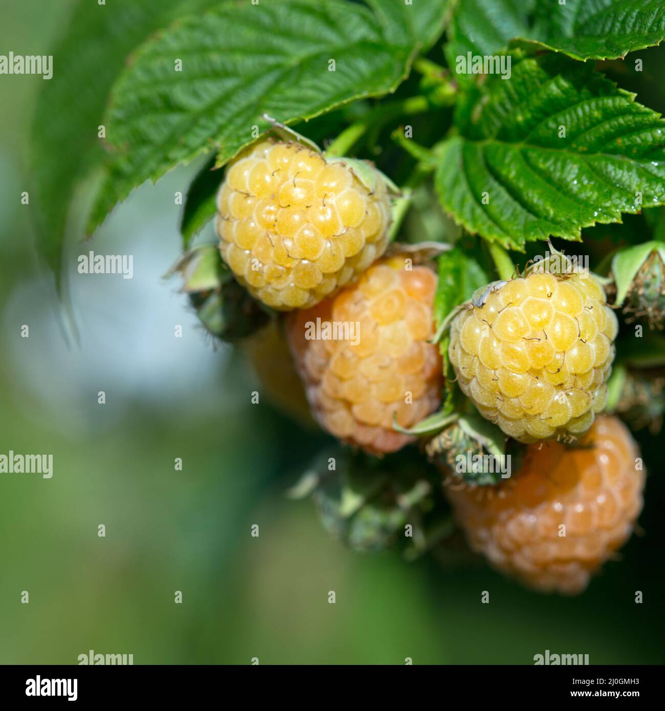 Close Up of yellow raspberry branch with ripe berries in sunlight. Stock Photo
