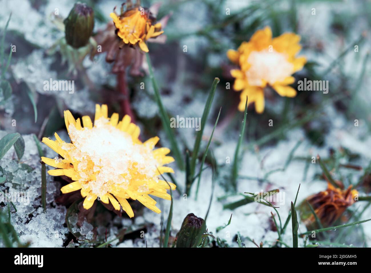 The first flowers dandelions under the snow in the spring. Stock Photo