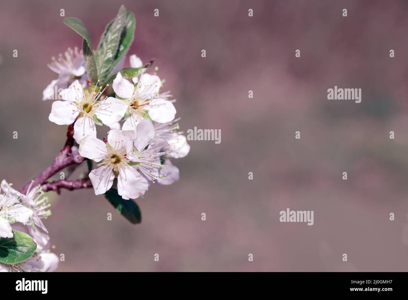 Macro shot of white cherry flowers isolated on blur background. Stock Photo