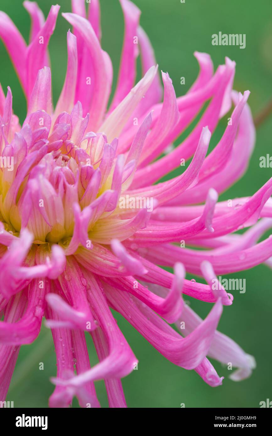Pink dahlia isolated on green blur background. Stock Photo