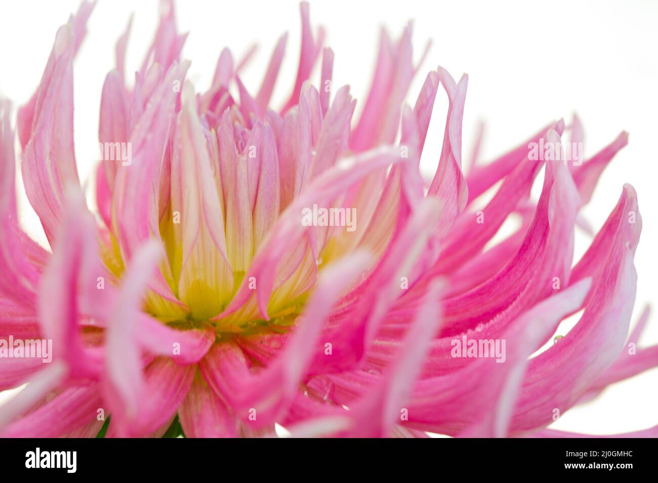 Macro photo of a pink dahlia. Flowers background Stock Photo
