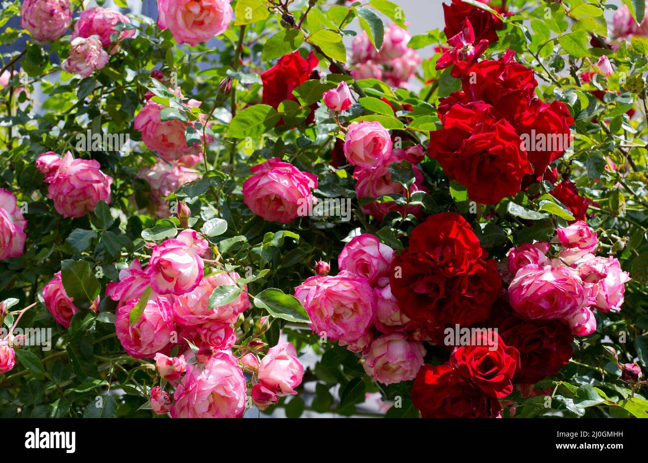 Beautiful red and pink rose garden background Stock Photo