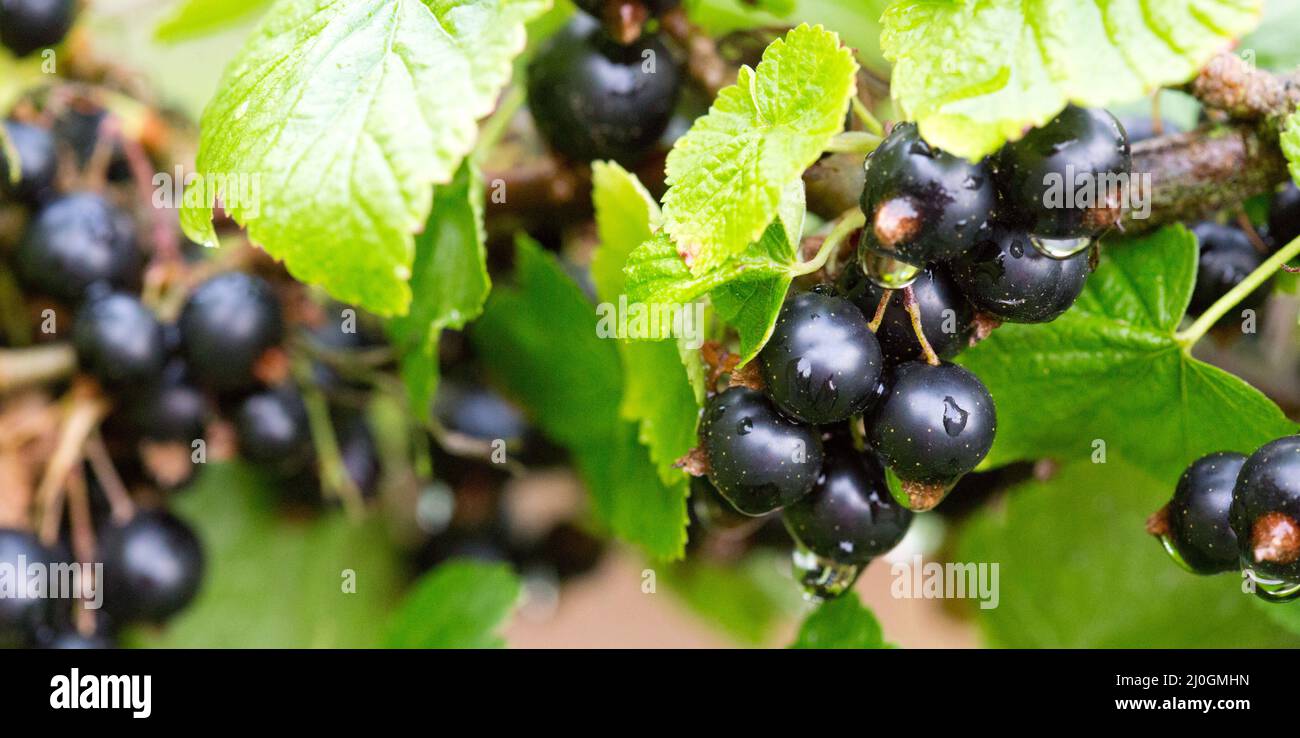 Black currant berries on a branch in summer garden. Stock Photo