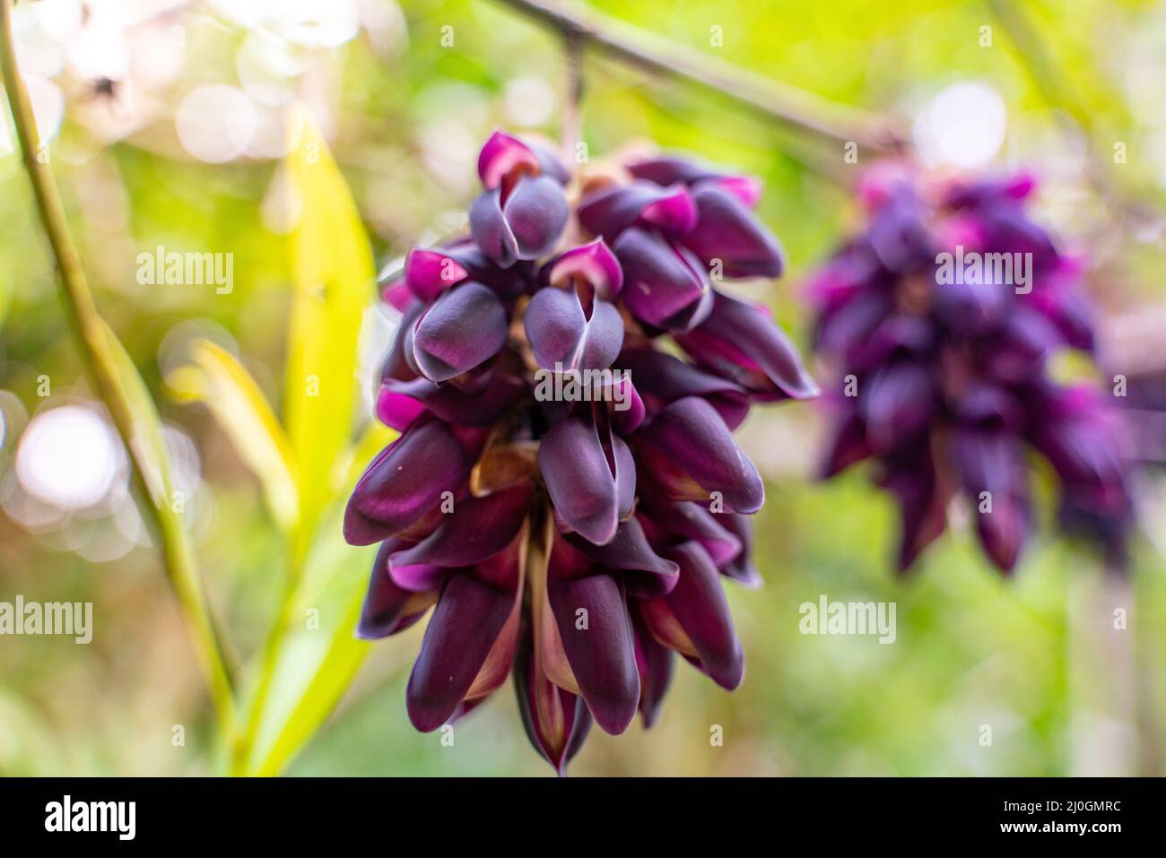Rain forest exotic flower hi-res stock photography and images - Alamy