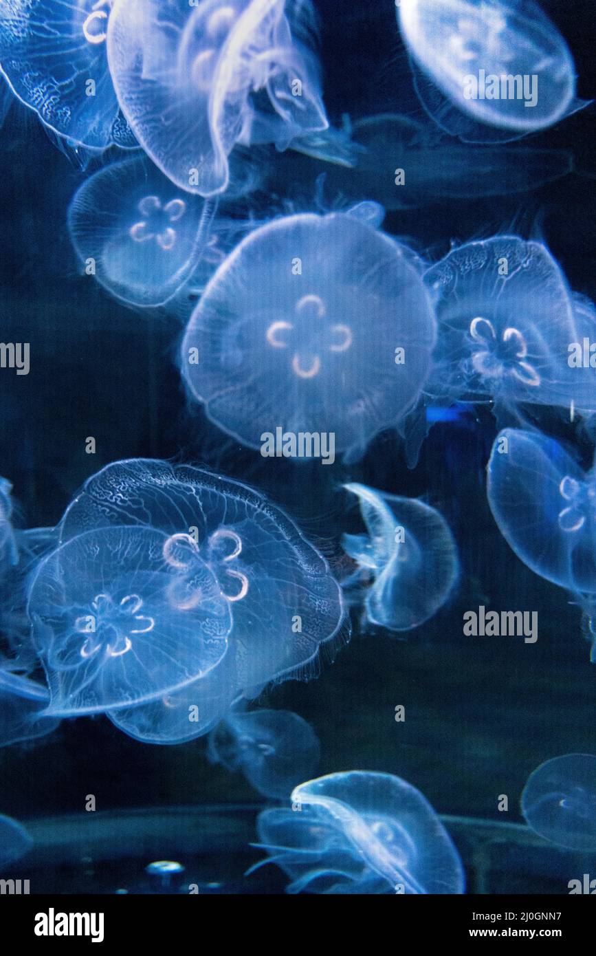 The colorful aquarium full of many jellyfishes in aqua park Stock Photo