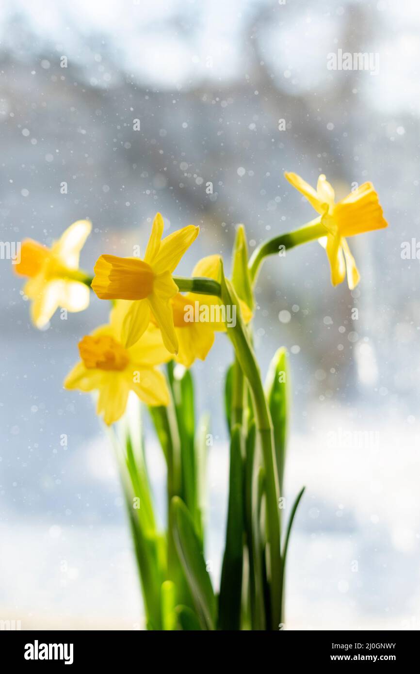 spring awakening of nature, daffodil blossom in white snow cover in sunlight, yellow narcissus flower blooming in springtime garden Stock Photo